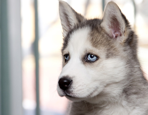 哈士奇吐了怎么办 呕吐的事情可大可小