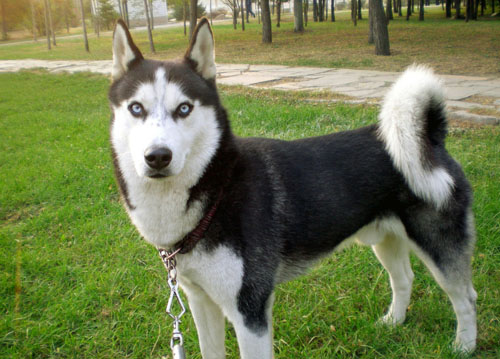 二哈的搞怪表情