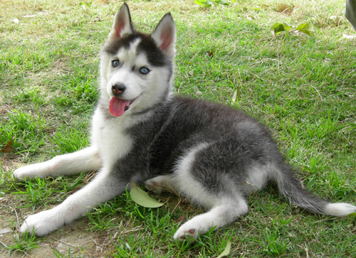 哈士奇幼犬挑选 选购的基本要点有哪些