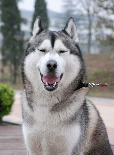 二哈的搞怪表情