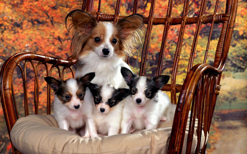 蝴蝶犬的时尚照片