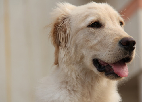 金毛犬图片赏析