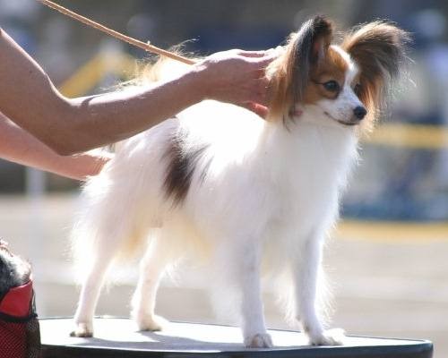 蝴蝶犬的时尚照片