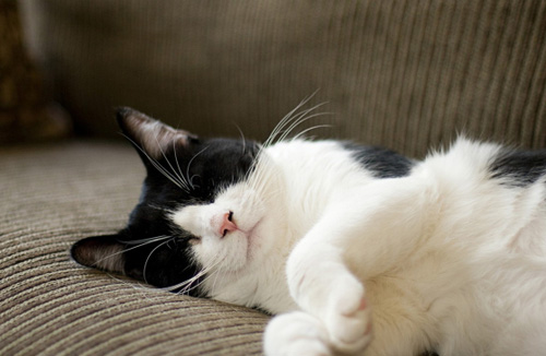 布偶猫大概多少钱 品相决定了猫咪的价格