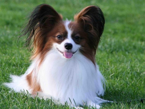 秀气蝴蝶犬的图片