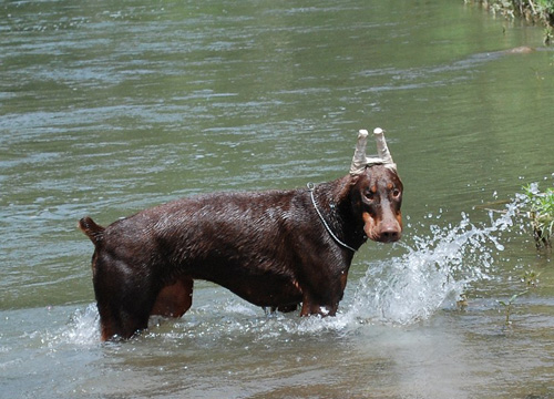 大耳朵杜宾犬的图片