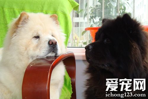 憨厚松狮的图片