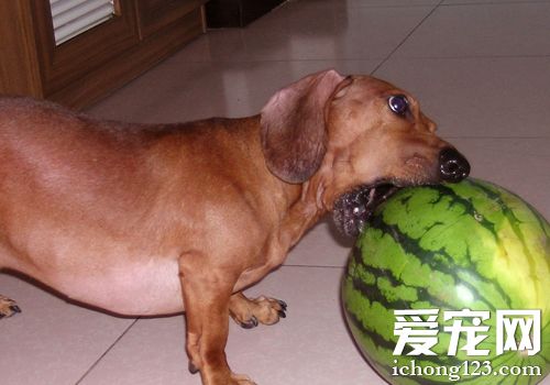 腊肠犬会看家吗 训练过后方可看家