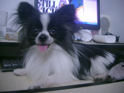 蝴蝶犬的时尚照片