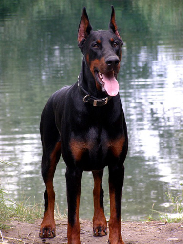 杜宾犬的帅气照片