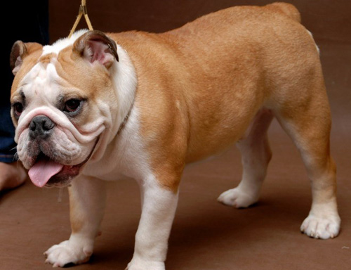 霸气斗牛犬的图片