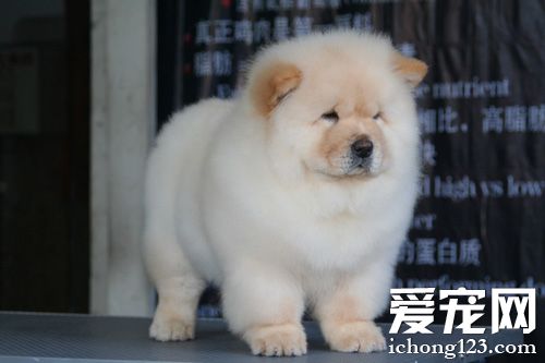 松狮犬的习性 一种爱整洁的狗狗