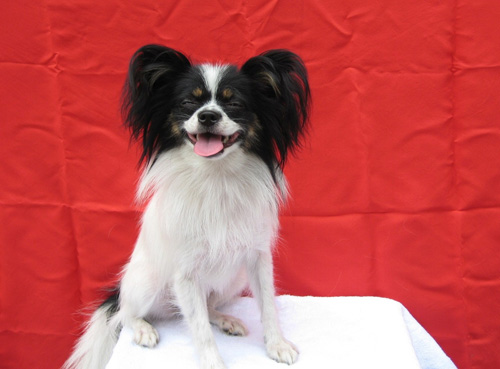 蝴蝶犬的时尚照片