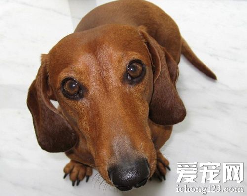 怎样训练腊肠犬 了解它的生活习性