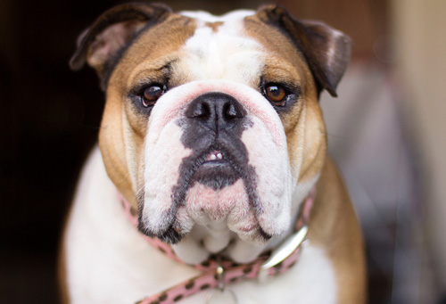 斗牛犬的呆萌瞬间