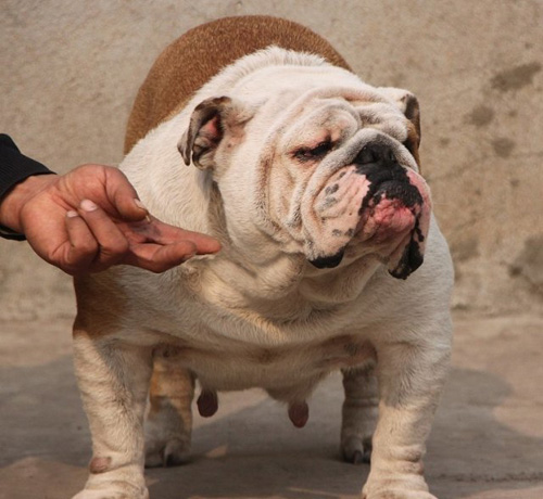 霸气斗牛犬的图片