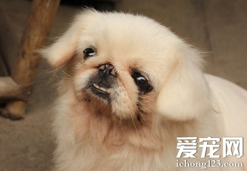 京巴狗拉肚子 治疗和护理的方法