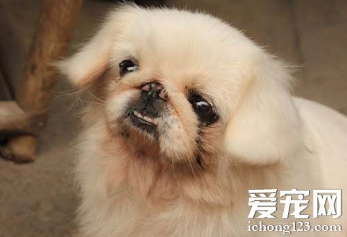 哈巴狗的生活照片