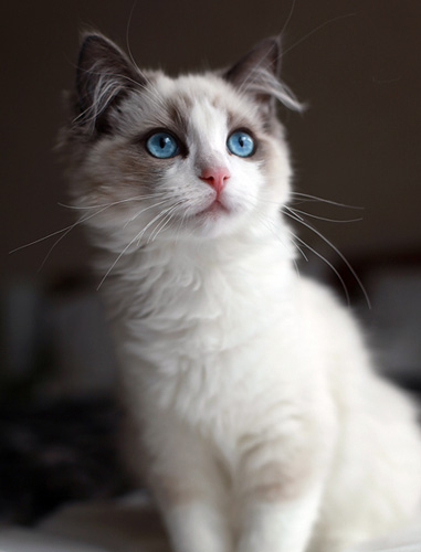 布偶猫的由来 识别布偶的有效方法
