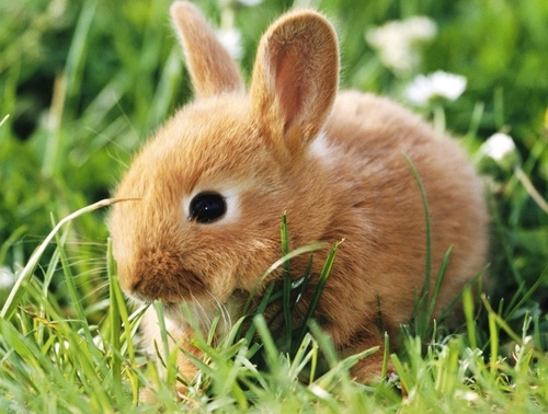 饲养兔子需要注意什么 健康饲养兔子