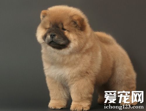 松狮犬好养吗 对于饲养环境非常挑剔