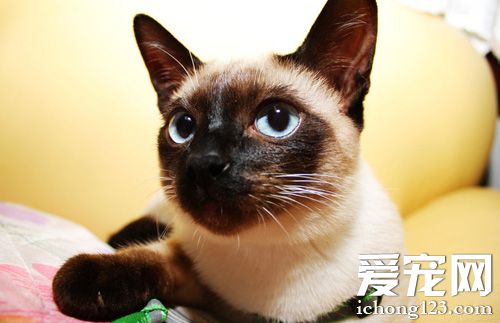 暹罗猫什么时候变色 有哪些品种