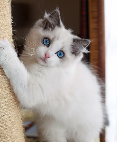 贵气布偶猫的照片