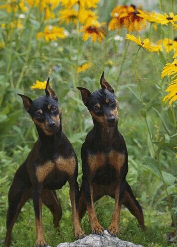 迷你杜宾犬好养吗 有很多东西都不能乱吃