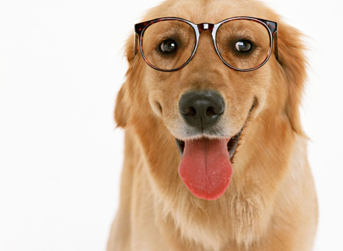 帅气金毛的照片