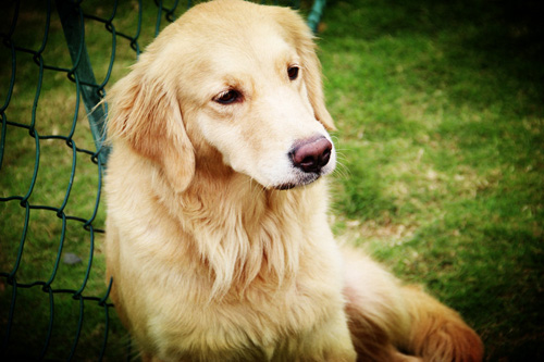 乖乖金毛的图片