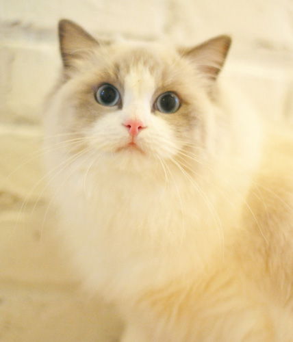 呆萌布偶的乖乖图