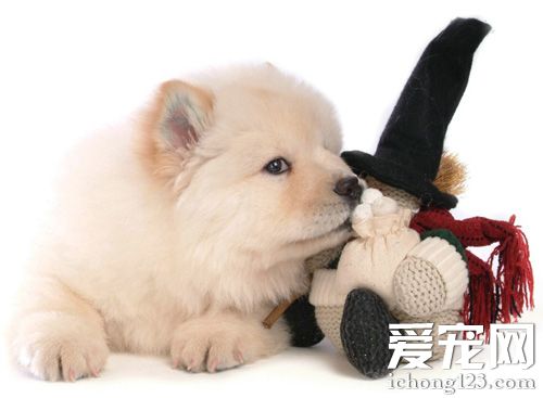 大松狮的帅气照片