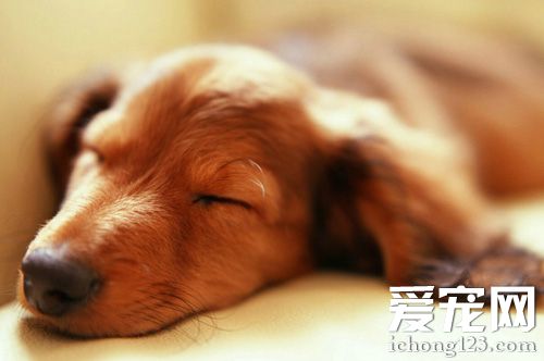 腊肠犬介绍 常做出滑稽的举动