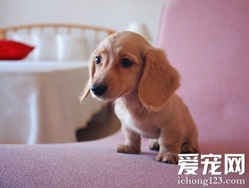 腊肠犬怎么训 对狗狗应该奖惩分明