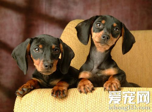 腊肠小可爱的图片