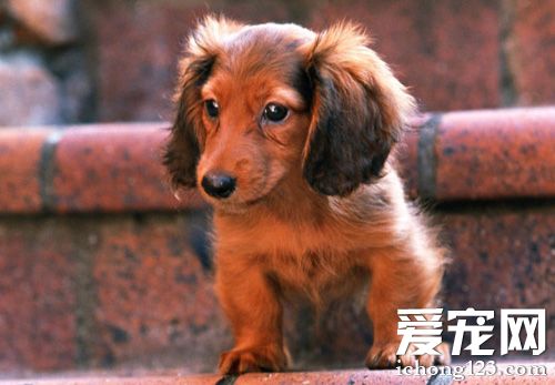 腊肠小可爱的图片