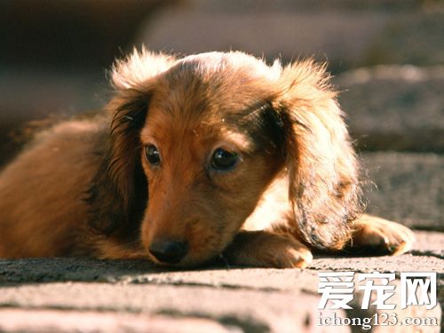 腊肠犬皮肤病 耐心的去处理及时治疗