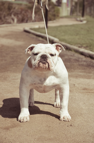 斗牛犬的呆萌瞬间