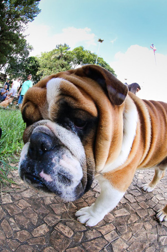 斗牛犬的呆萌瞬间