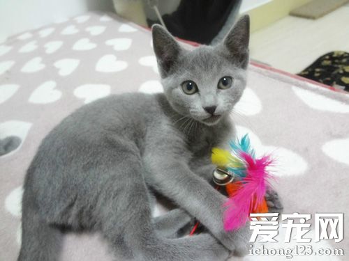 乖乖暹罗猫的美照