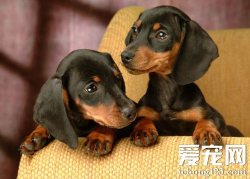 腊肠犬什么颜色好 颜色只是一个外在因素