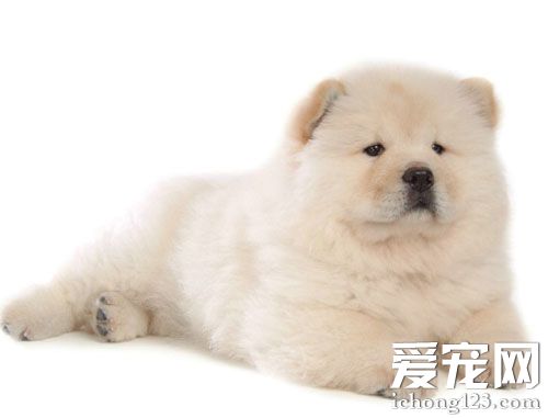 大松狮的帅气照片