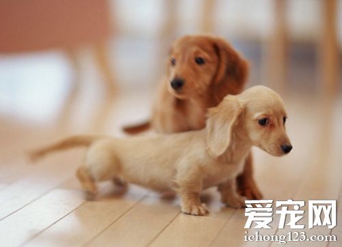 调皮腊肠犬的图片