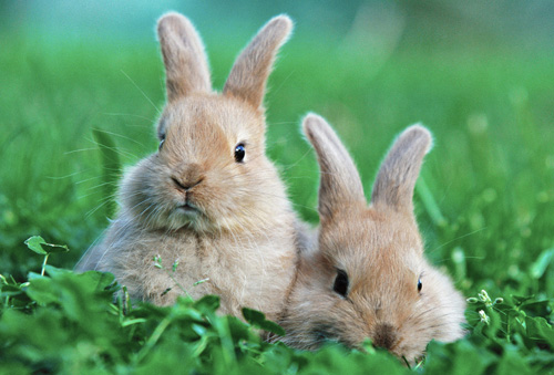 兔子呛到气管怎么办 主人小心呵护