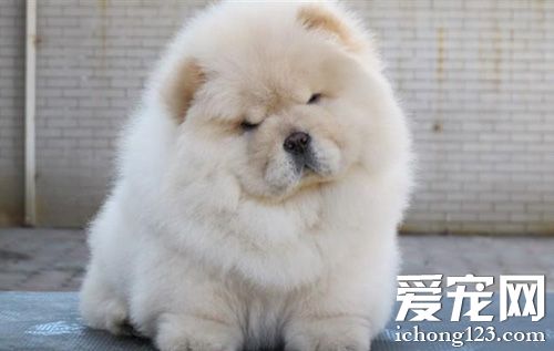 松狮犬的训练方法 各种训练窍门