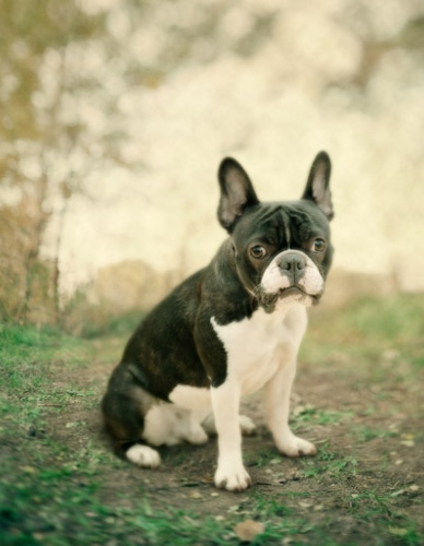 斗牛犬的呆萌瞬间