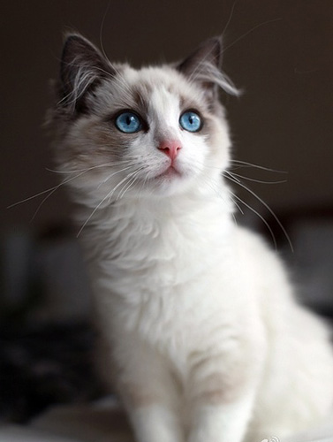 可爱布偶猫的照片