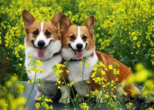 纯种柯基犬多少钱 挑选狗狗看外形