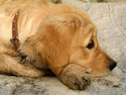 金毛犬图片赏析