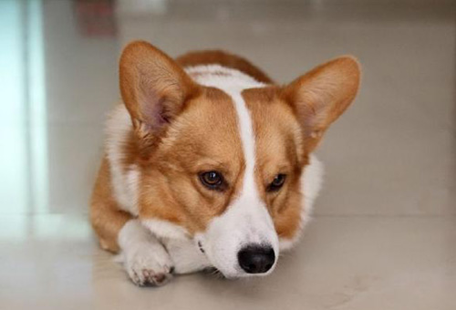 柯基犬的标准 从四肢外观去观察